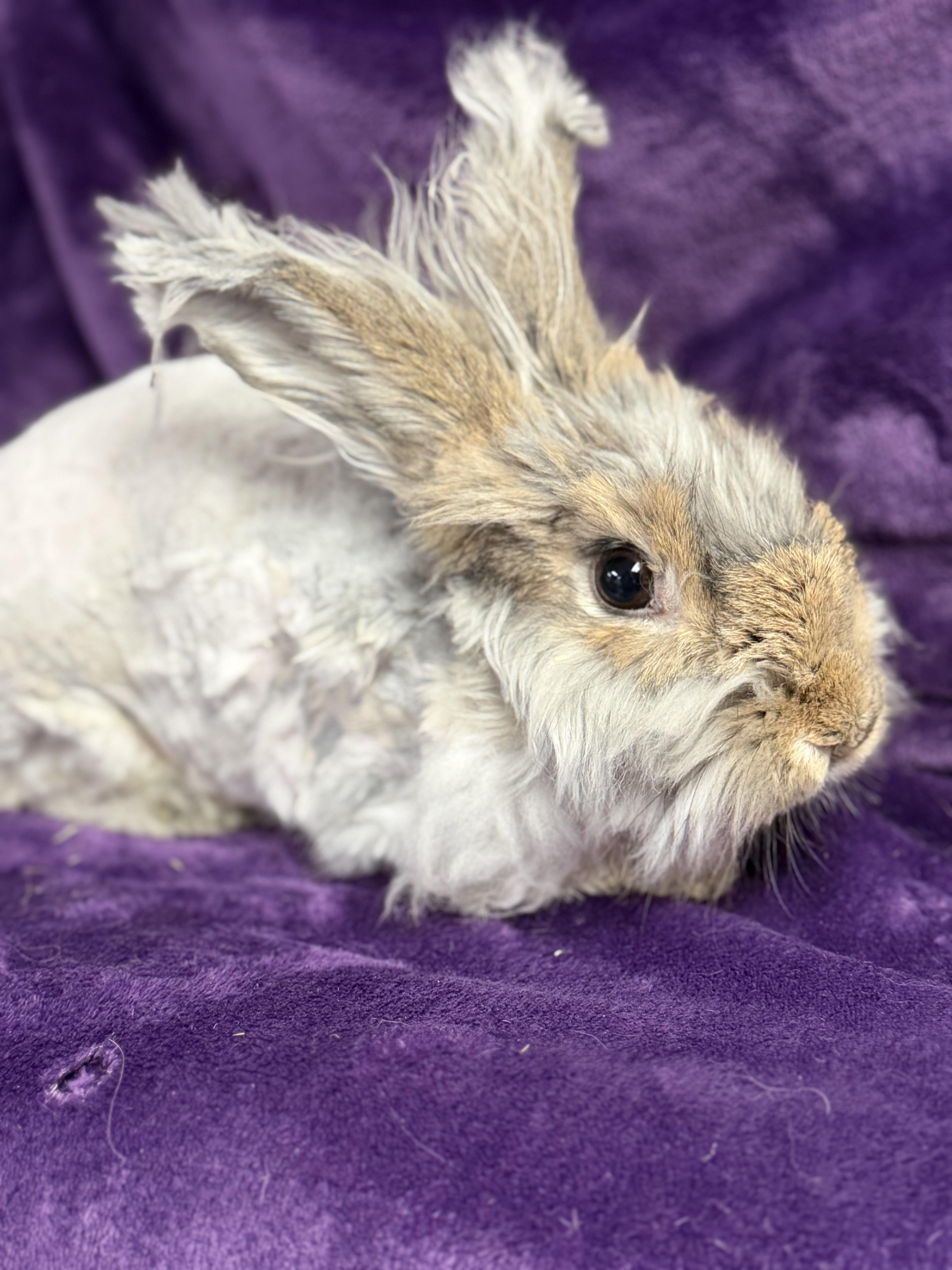 Azumaril: video!!, an adopted Angora Rabbit in Edinburg, PA image 6/6