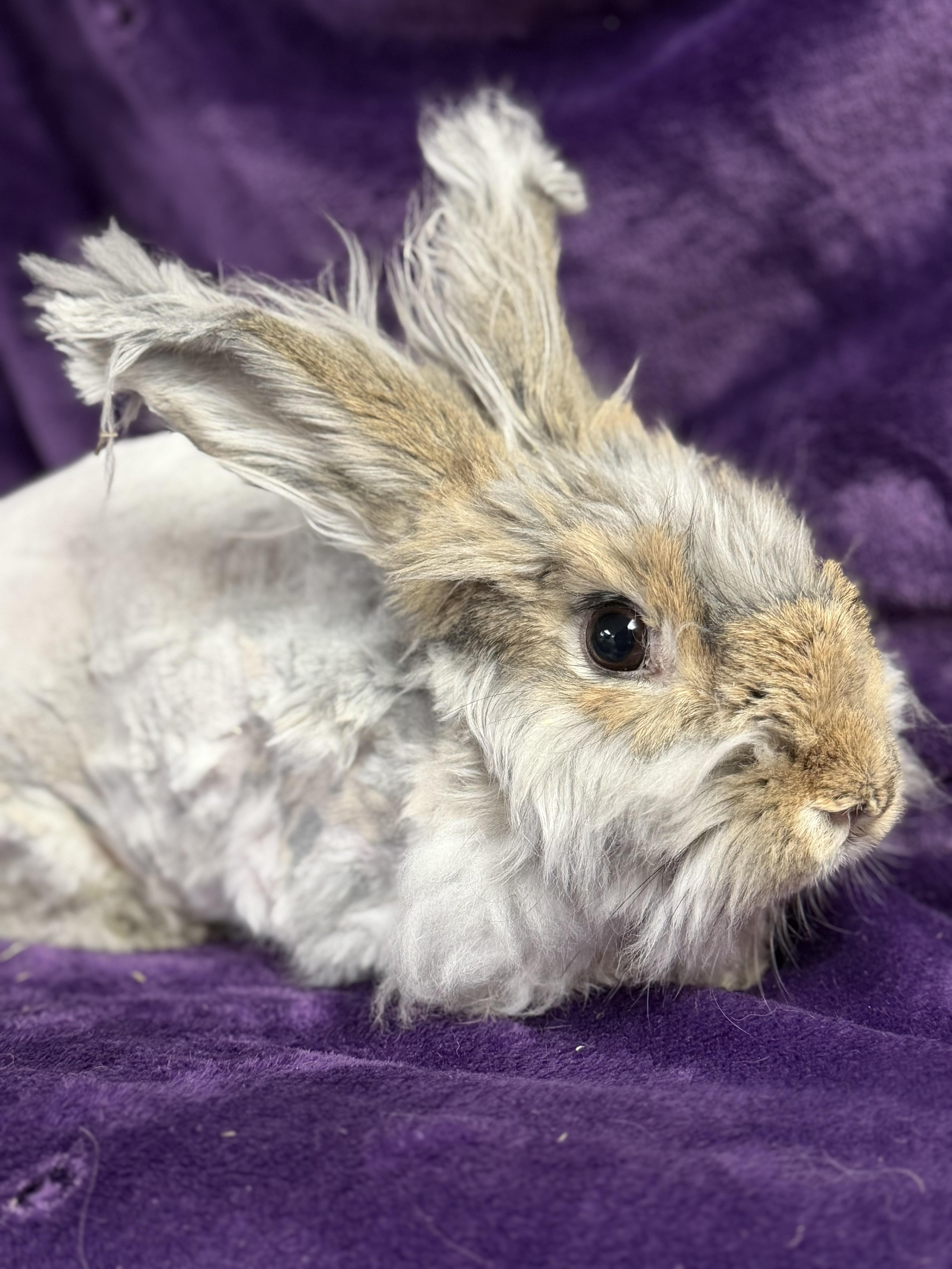 Azumaril: video!!, an adopted Angora Rabbit in Edinburg, PA image 5/6