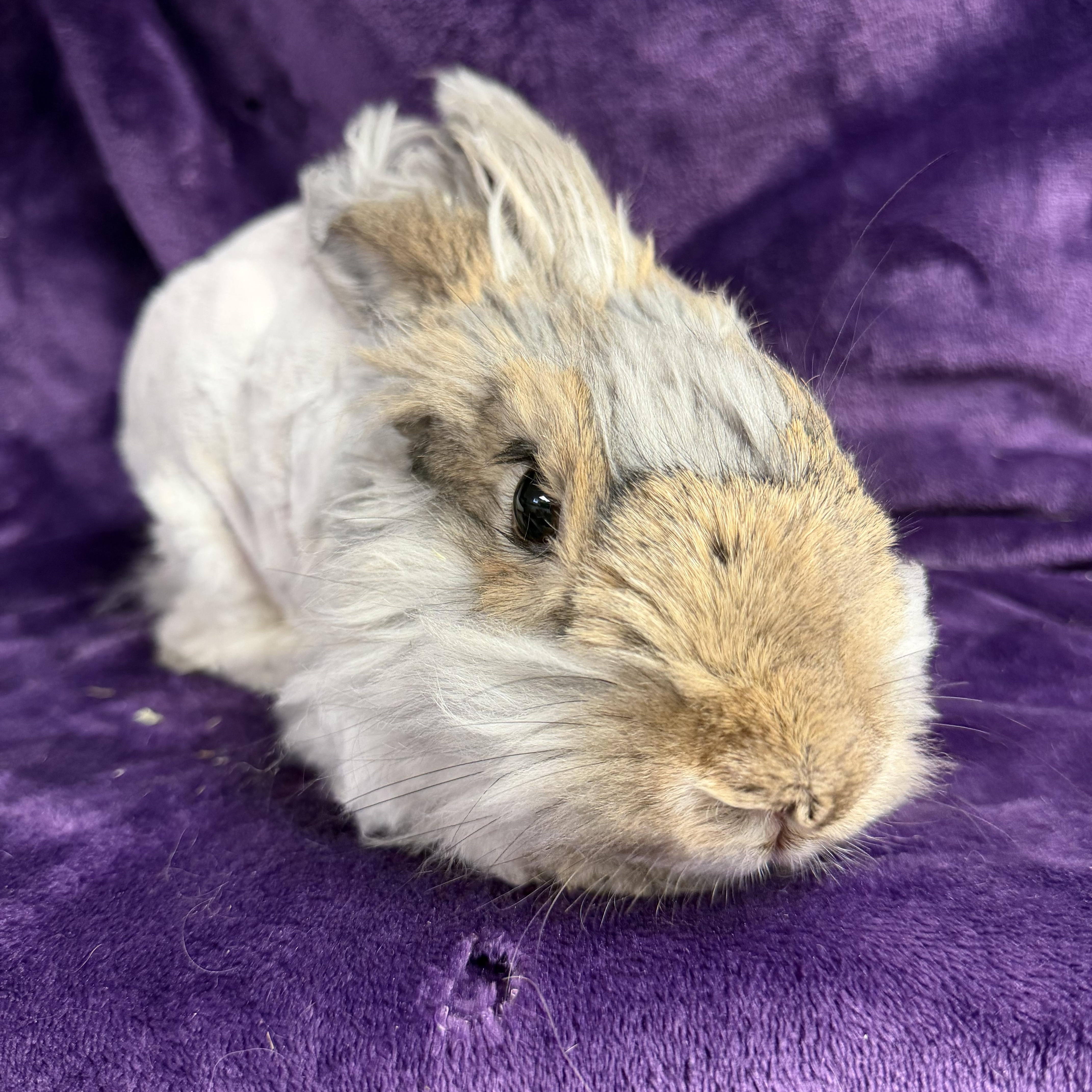 Azumaril: video!!, an adopted Angora Rabbit in Edinburg, PA image 4/6