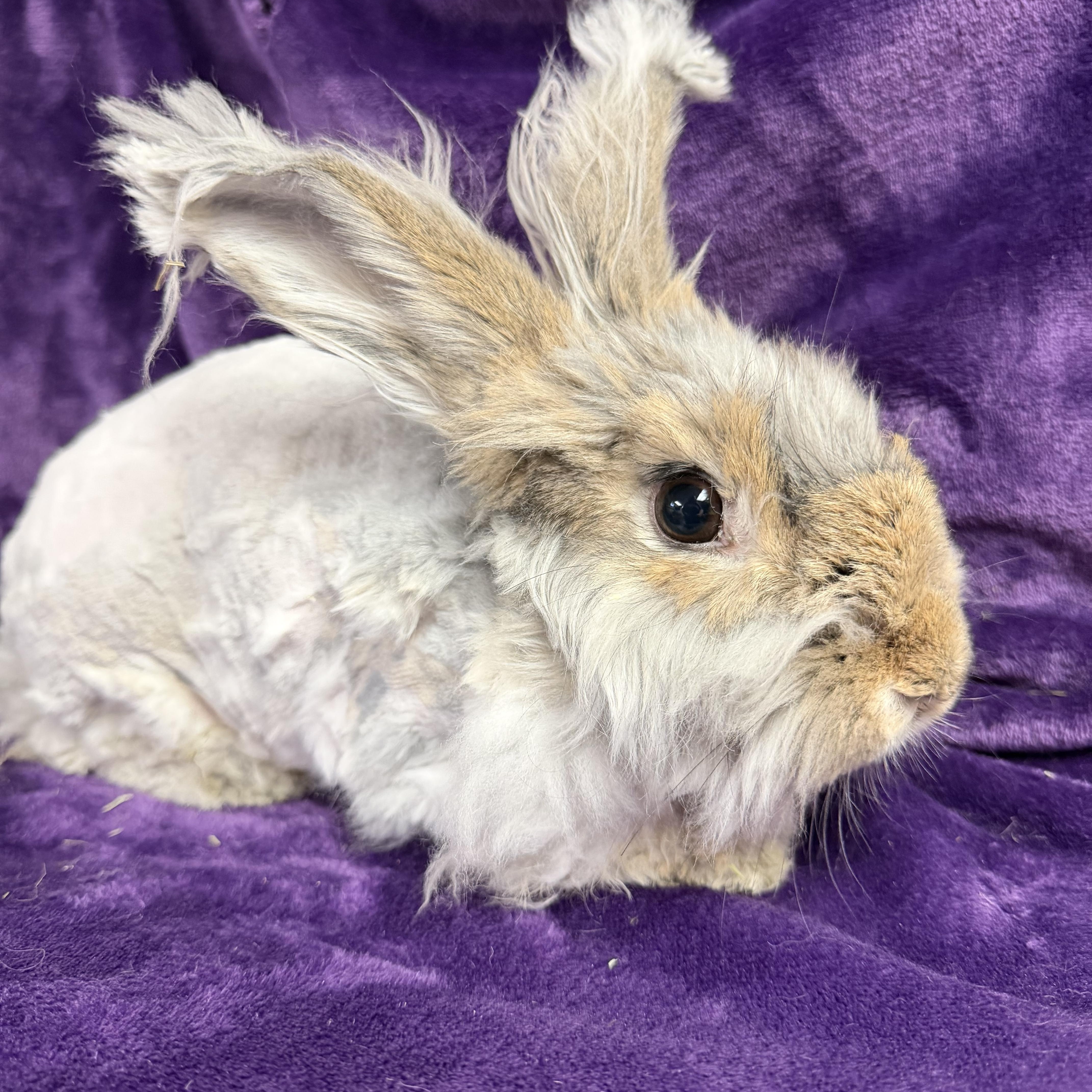 Azumaril: video!!, adopted, Young Female Angora Rabbit.
