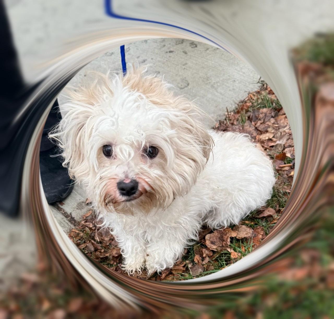 Enlarge Blitzen - IL, a ADOPTABLE mixed breed in Chicago, IL image 1/1