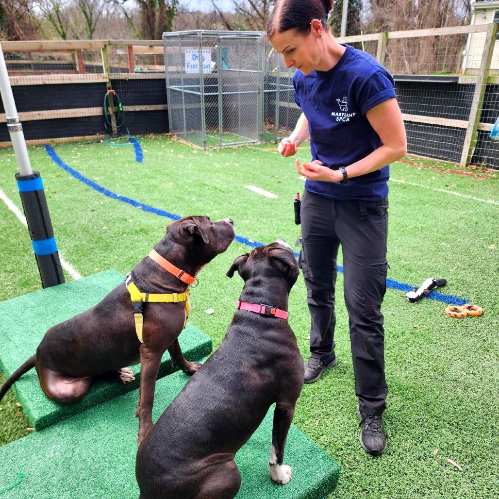 Venus, Adoptable, Adult Female Boxer & Pit Bull Terrier.