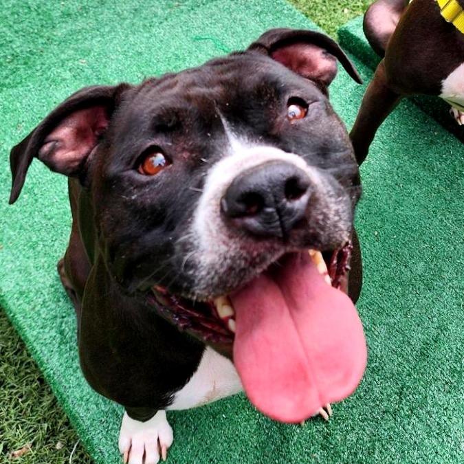 Enlarge Venus, a Adoptable mixed breed in Baltimore, MD image 2/6