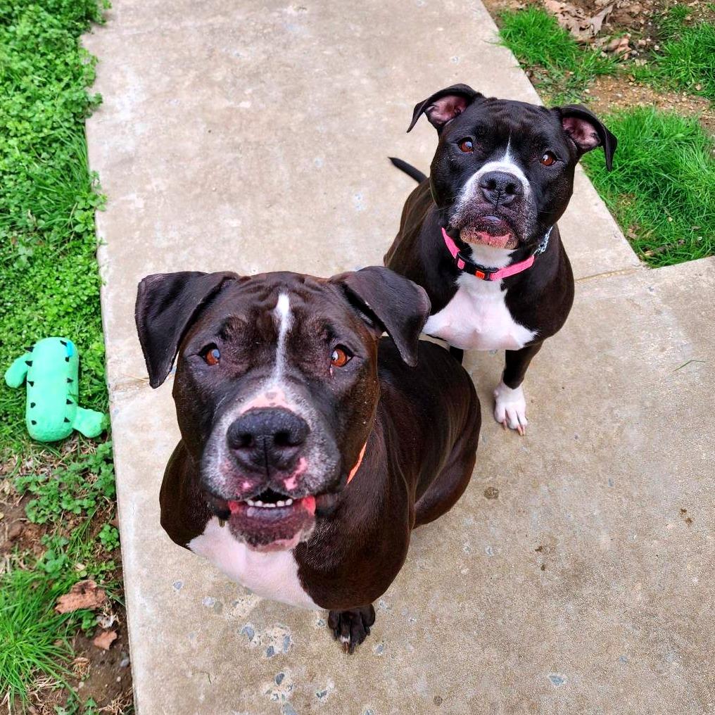 Enlarge Venus, a Adoptable mixed breed in Baltimore, MD image 3/6