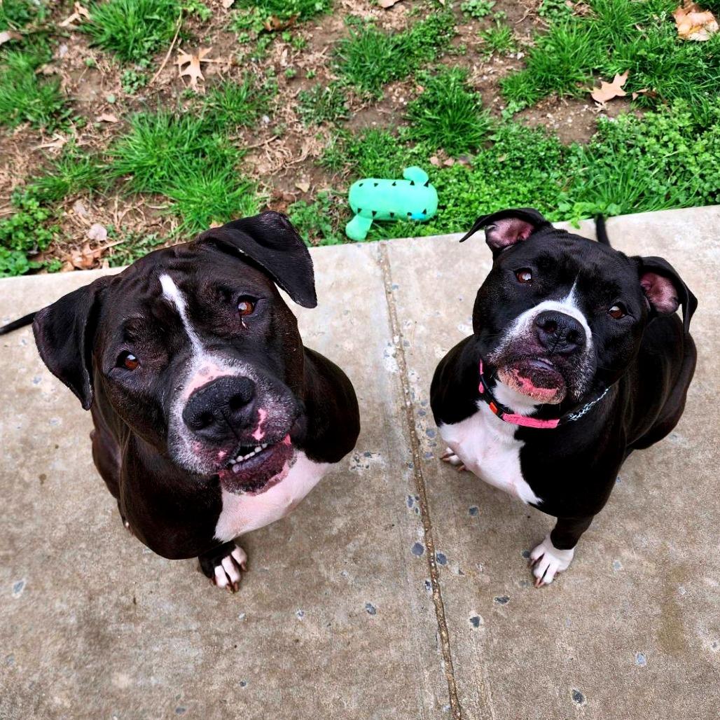 Enlarge Venus, a Adoptable mixed breed in Baltimore, MD image 4/6
