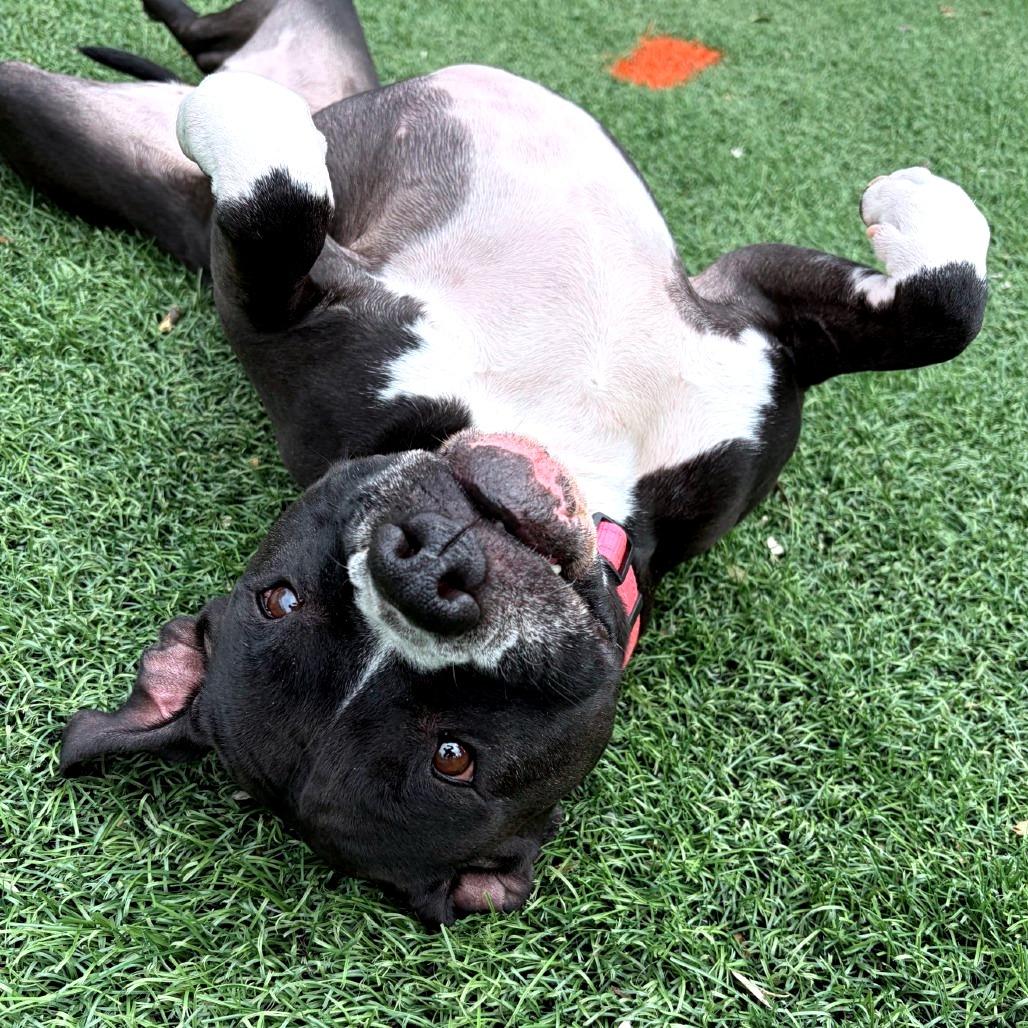Enlarge Venus, a Adoptable mixed breed in Baltimore, MD image 5/6