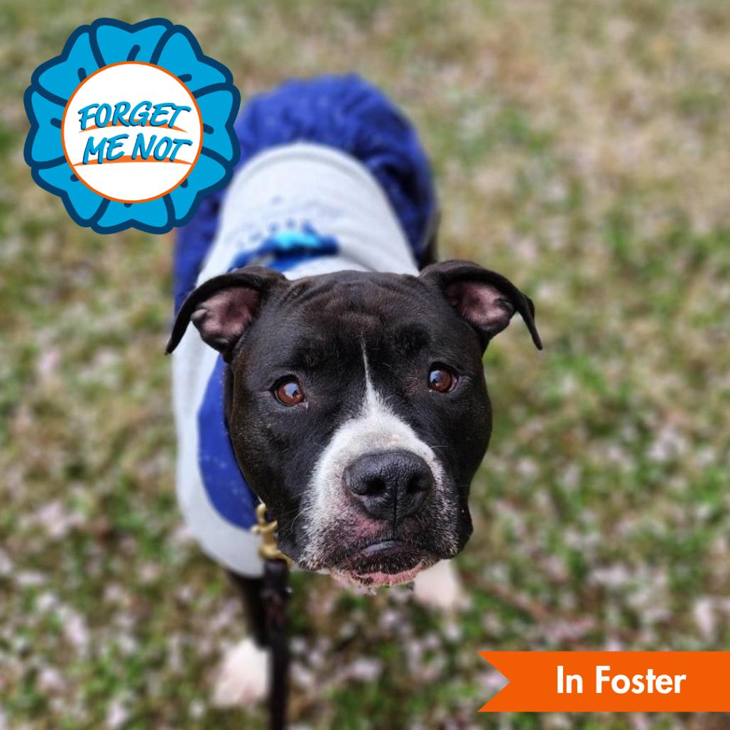 Enlarge Venus, a Adoptable mixed breed in Baltimore, MD image 6/6