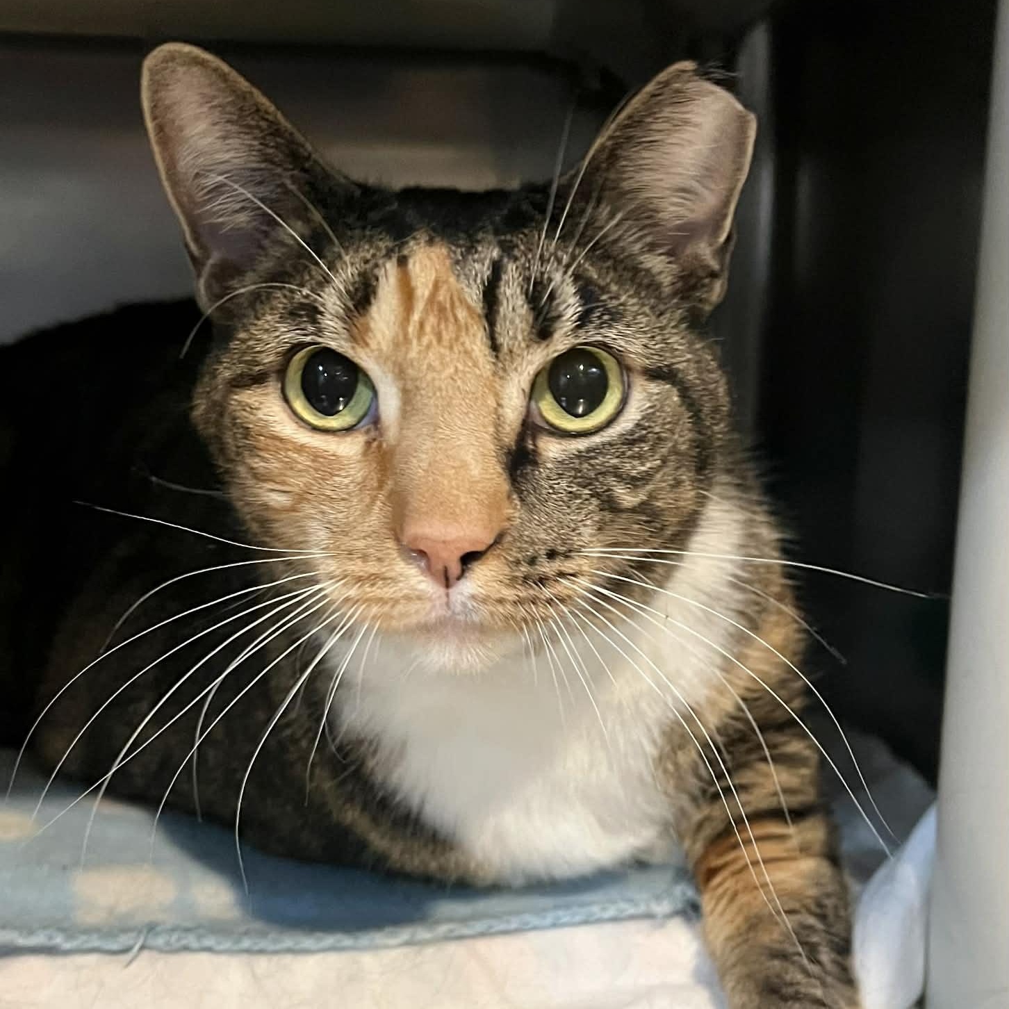 Cami - 7 yo senior — thumbnail 2