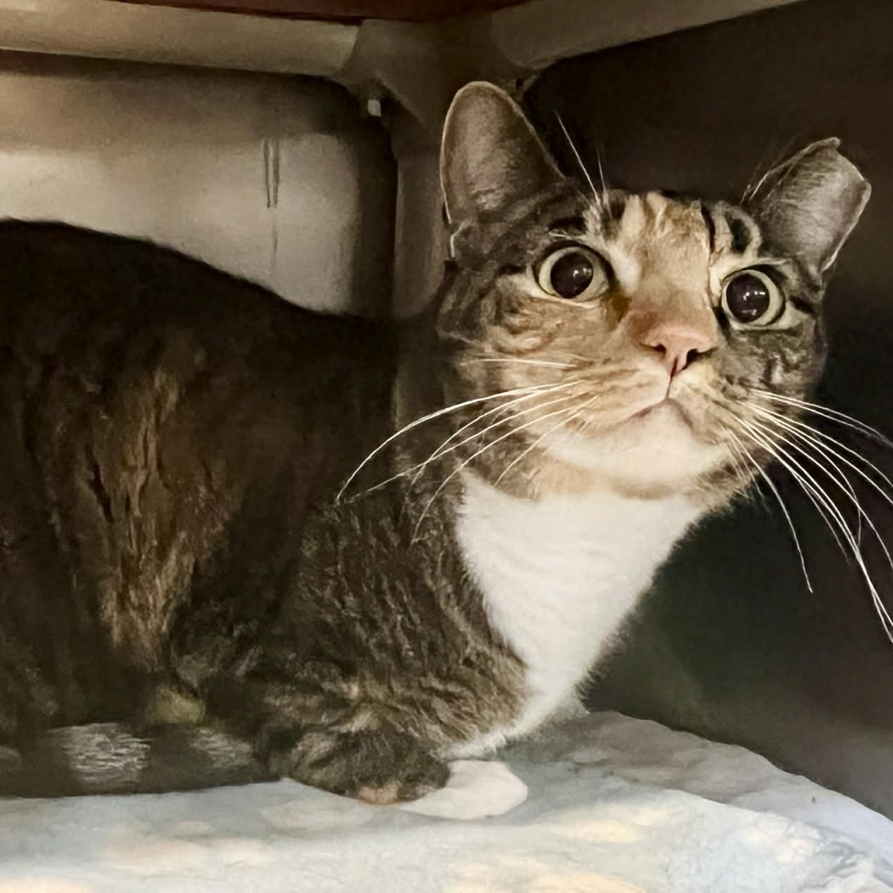 Cami - 7 yo senior — thumbnail 3