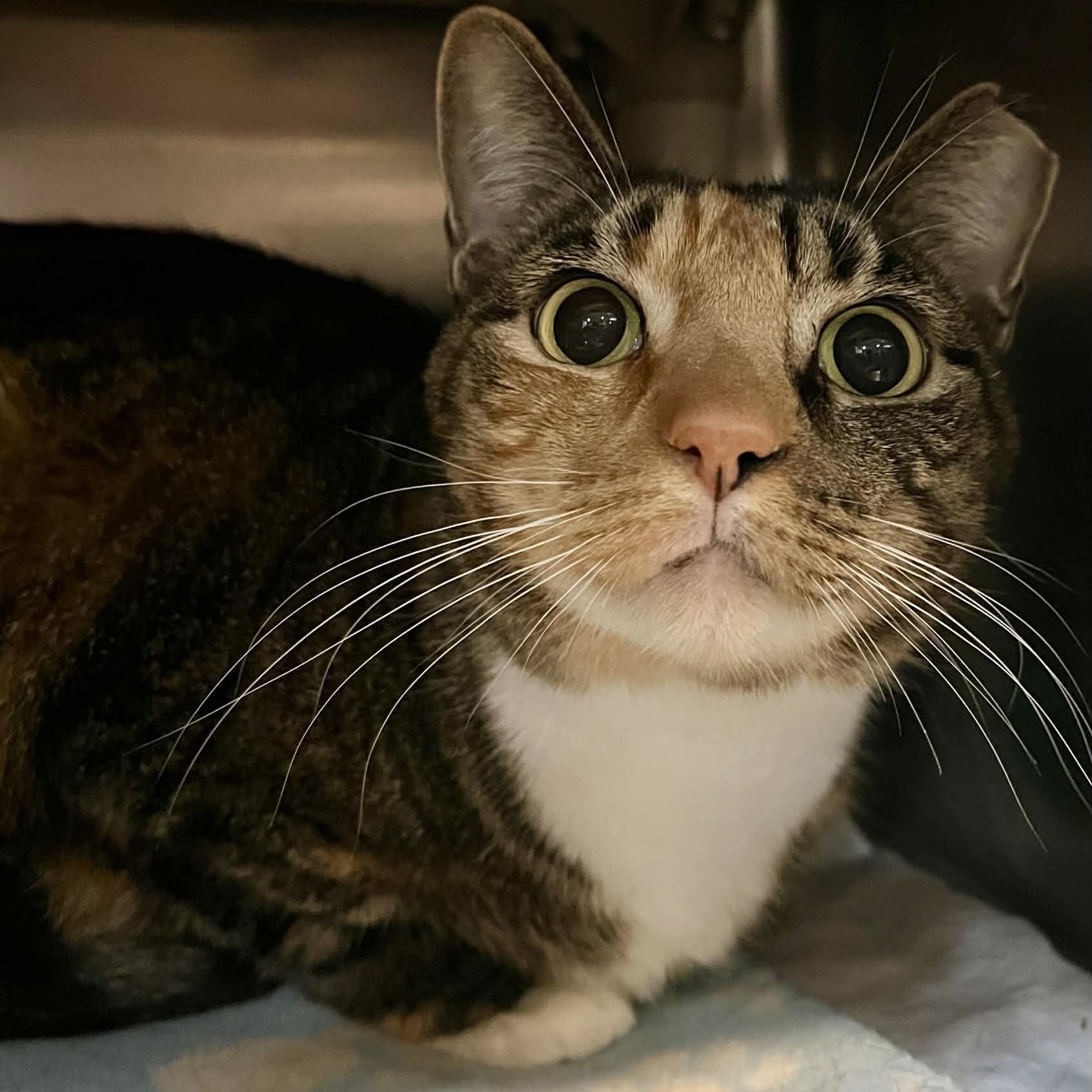 Cami - 7 yo senior — thumbnail 4