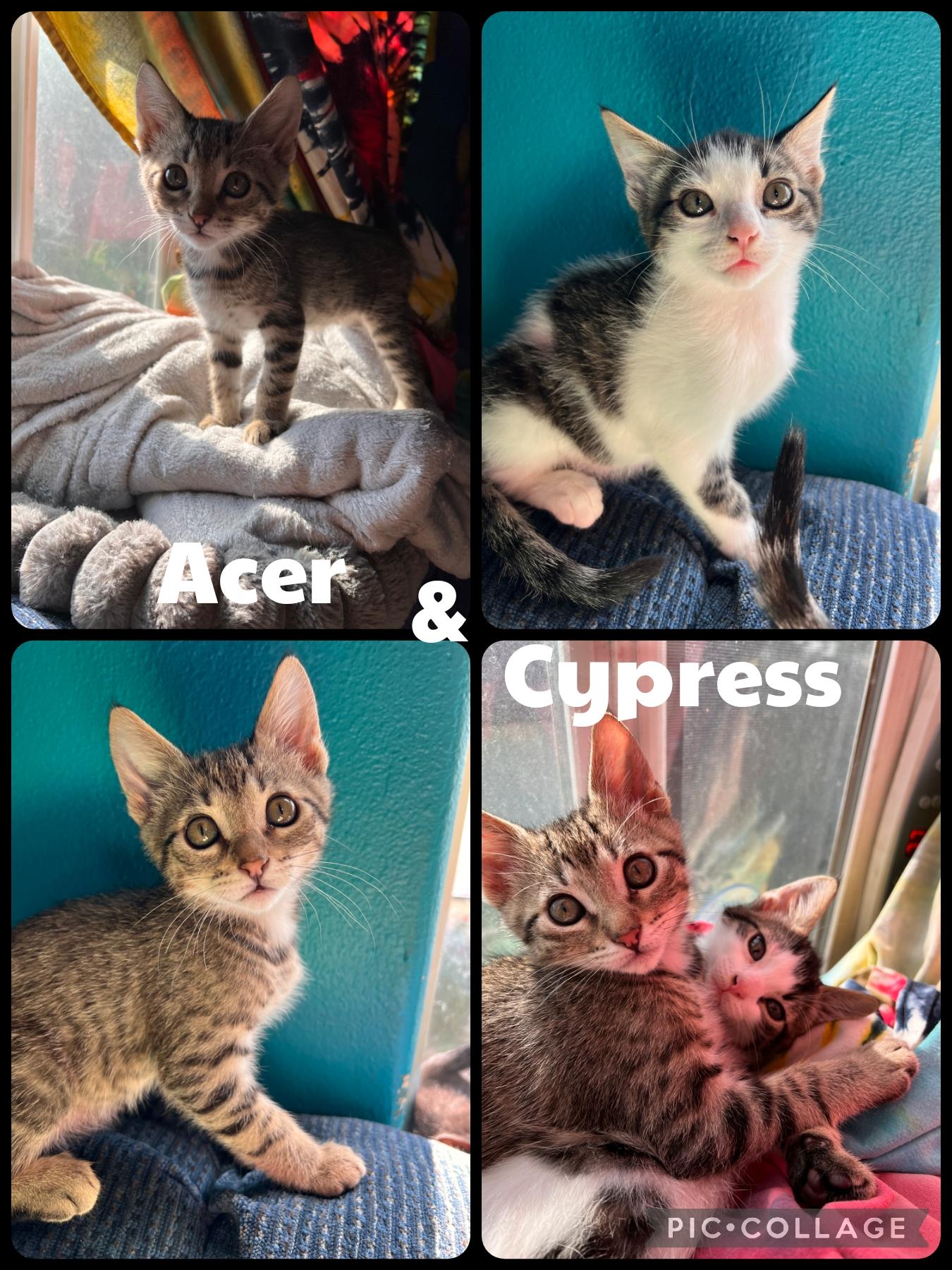 Acer and Cypress, Adoptable, Kitten Male Domestic Short Hair.