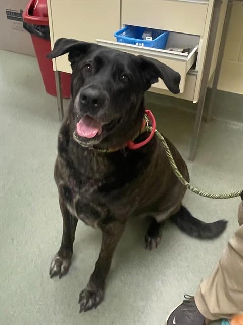 Enlarge ZAULA, a Adoptable mixed breed in Lees Summit, MO image 1/1