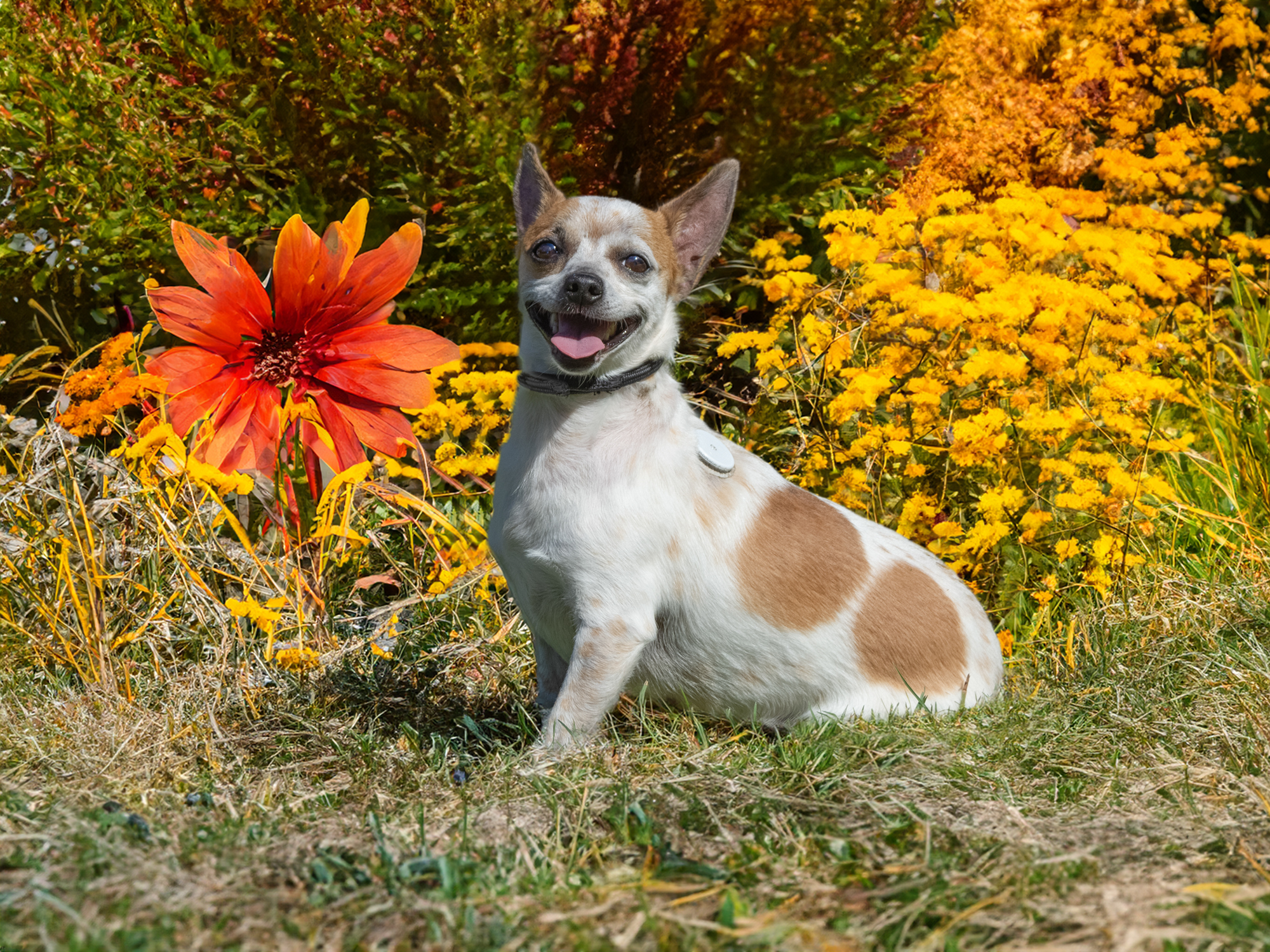 Marigold