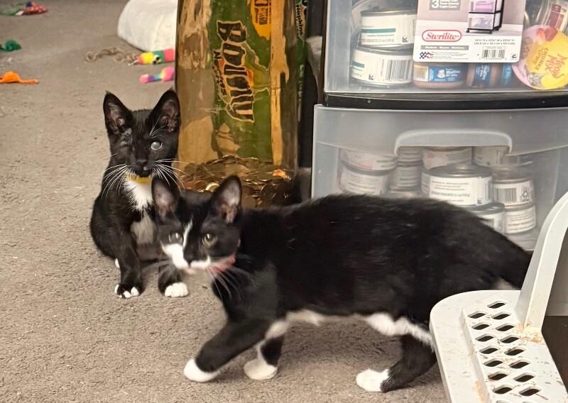 Tumble, Adoptable, Young Female Domestic Short Hair.