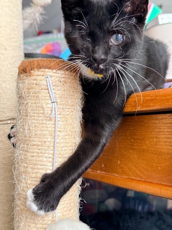 Enlarge Tumble, a Adoptable Domestic Short Hair in North Babylon, NY image 2/6