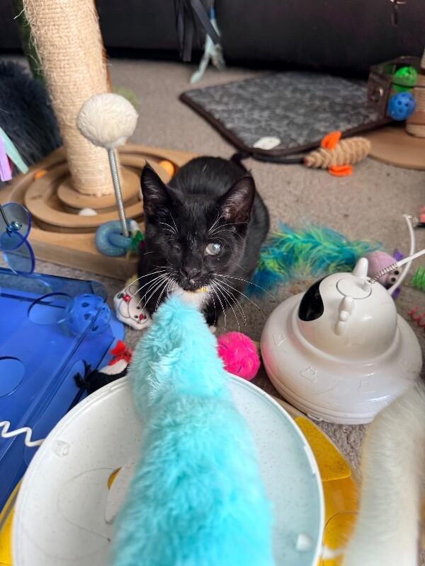 Enlarge Tumble, a Adoptable Domestic Short Hair in North Babylon, NY image 3/6