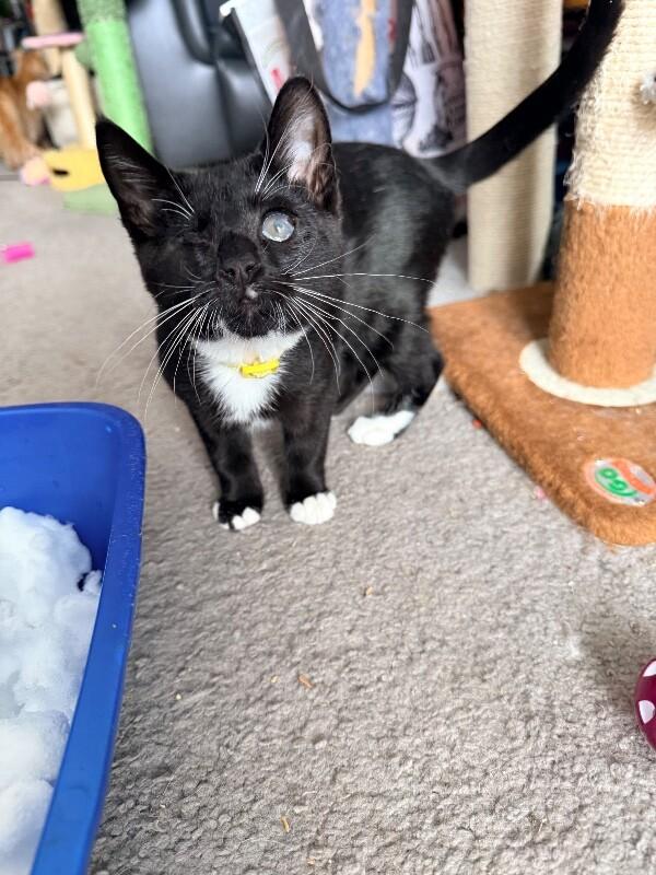 Enlarge Tumble, a Adoptable Domestic Short Hair in North Babylon, NY image 4/6