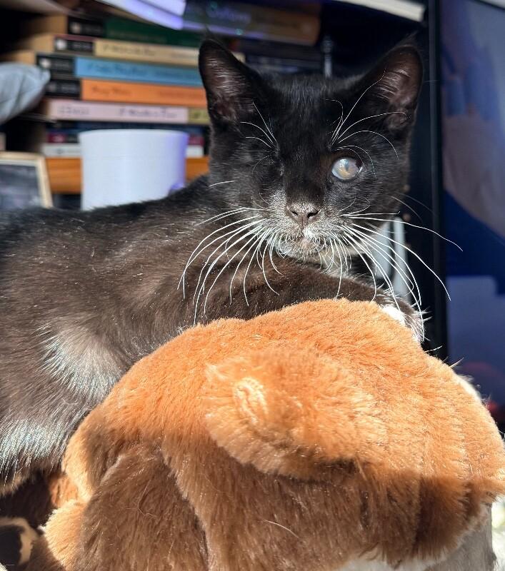 Enlarge Tumble, a Adoptable Domestic Short Hair in North Babylon, NY image 5/6