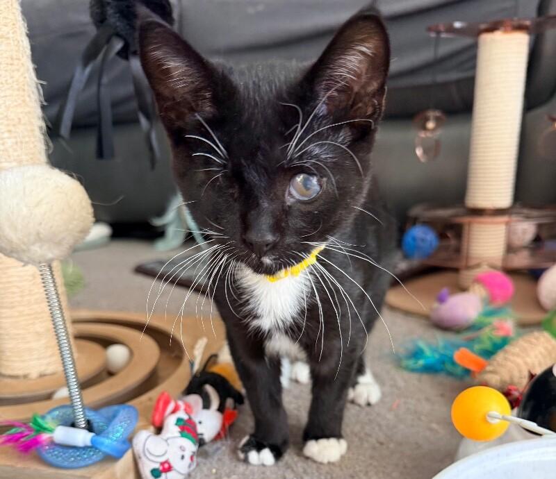 Enlarge Tumble, a Adoptable Domestic Short Hair in North Babylon, NY image 6/6