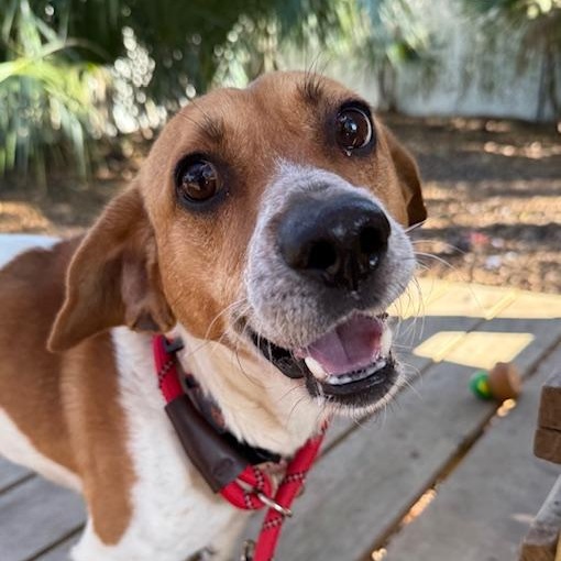 Bam Bam, adopted, Adult Male Mixed Breed.