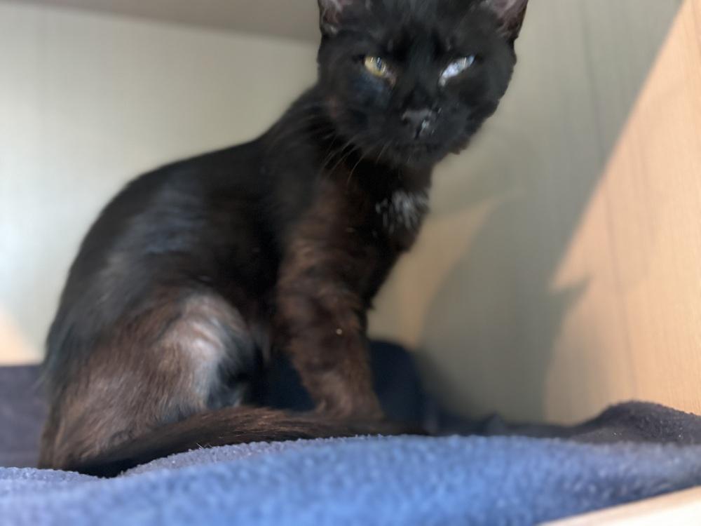 Enlarge Lilith, a Adoptable mixed breed in Norristown, PA image 3/4