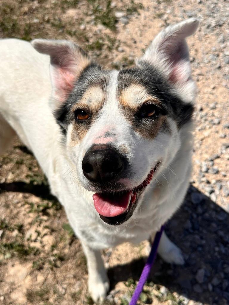 Enlarge Amber, a Adoptable Australian Cattle Dog / Blue Heeler in Newcastle, OK image 3/3