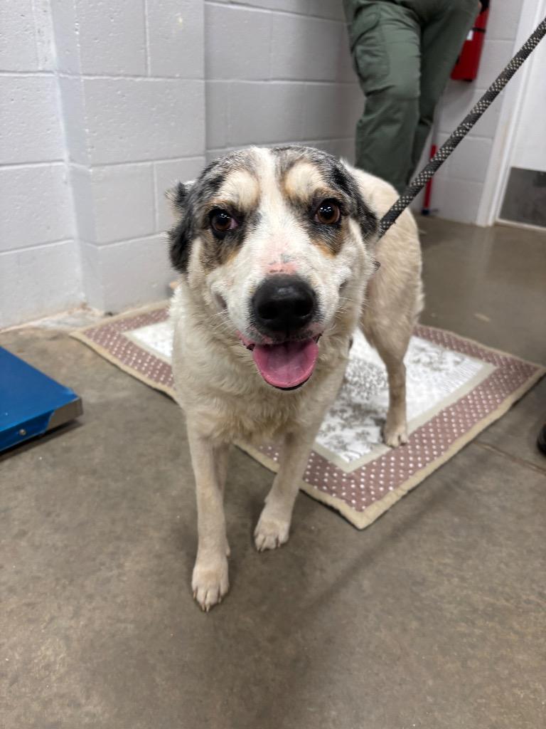 Enlarge Amber, a Adoptable Australian Cattle Dog / Blue Heeler in Newcastle, OK image 1/1