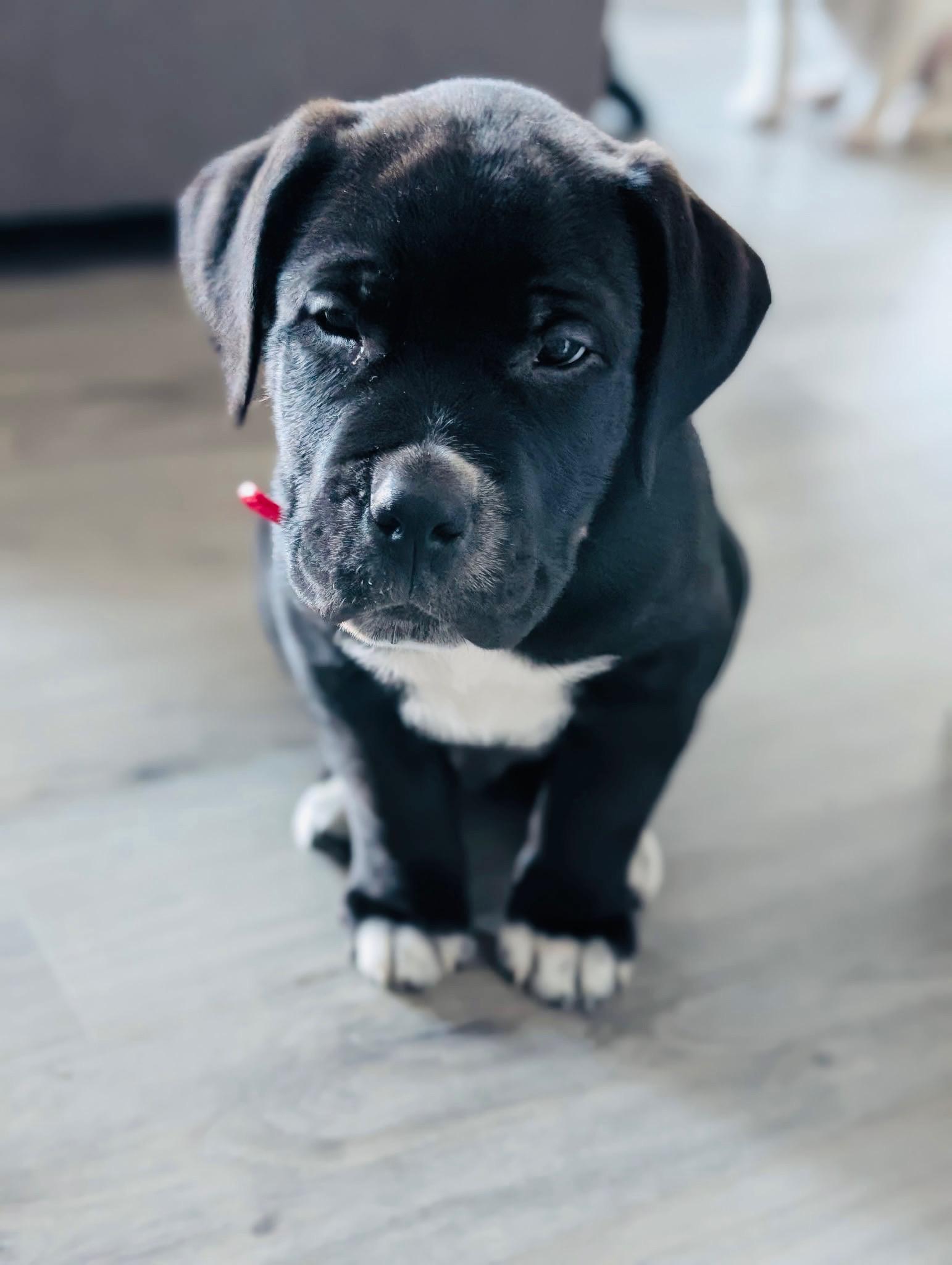 Tucker, Adoptable, Puppy Female Mastiff.