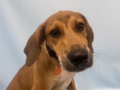 Enlarge Varney, a Adoptable mixed breed in Golden Valley, MN image 1/1