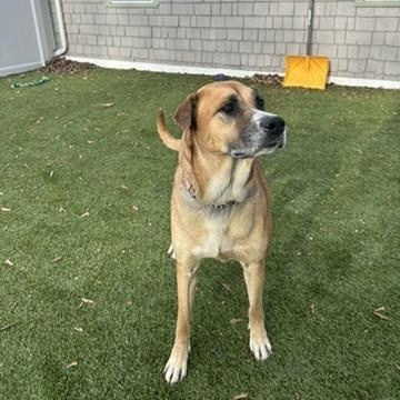 Darla, Adoptable, Adult Female Anatolian Shepherd.
