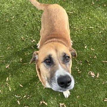 Enlarge Darla, a Adoptable mixed breed in New Bedford, MA image 3/6