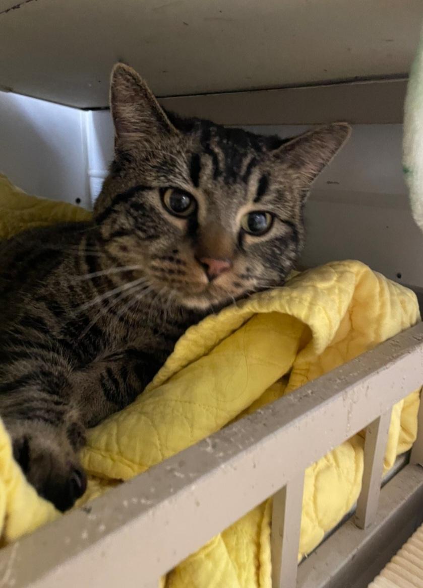Enlarge Titus, an adopted Tabby in Billings, MT image 1/1