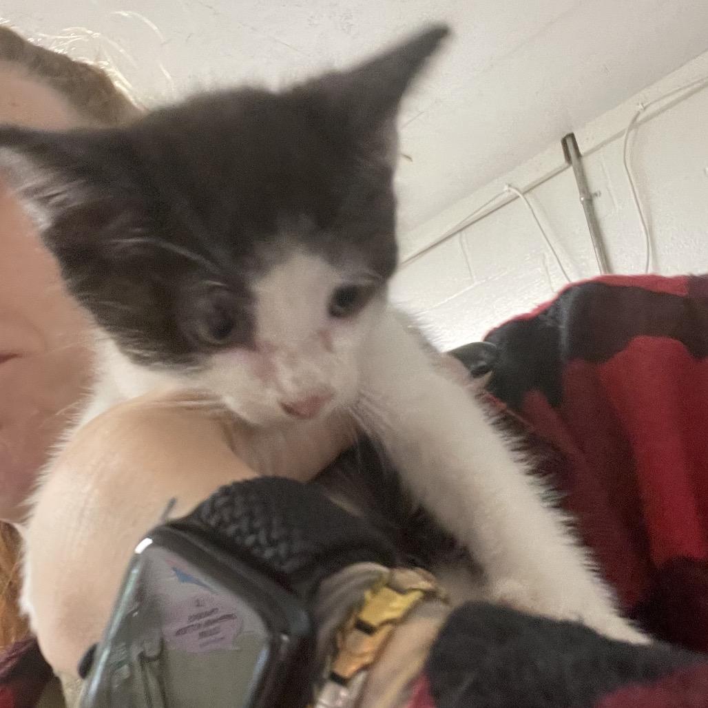 Enlarge Checkers, a Adoptable Domestic Short Hair in Eureka Springs, AR image 1/1