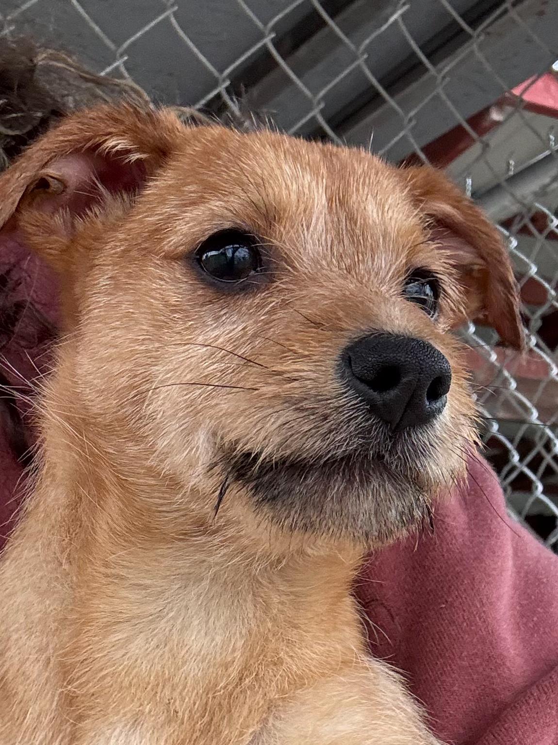 Enlarge BABY AMARETTO , an adopted mixed breed in Fresno, CA image 2/2