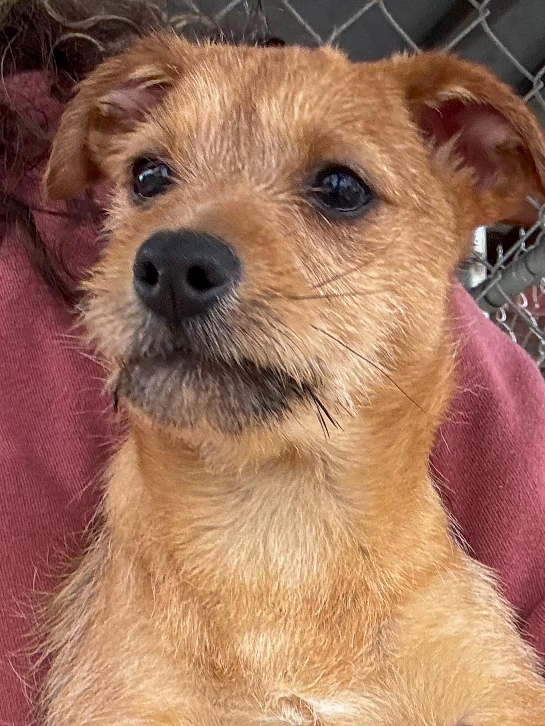 Enlarge BABY AMARETTO , an adopted mixed breed in Fresno, CA image 1/2