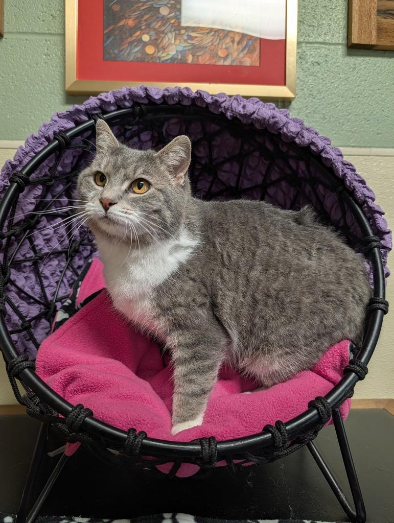Hillary, Adoptable, Adult Female Domestic Short Hair.