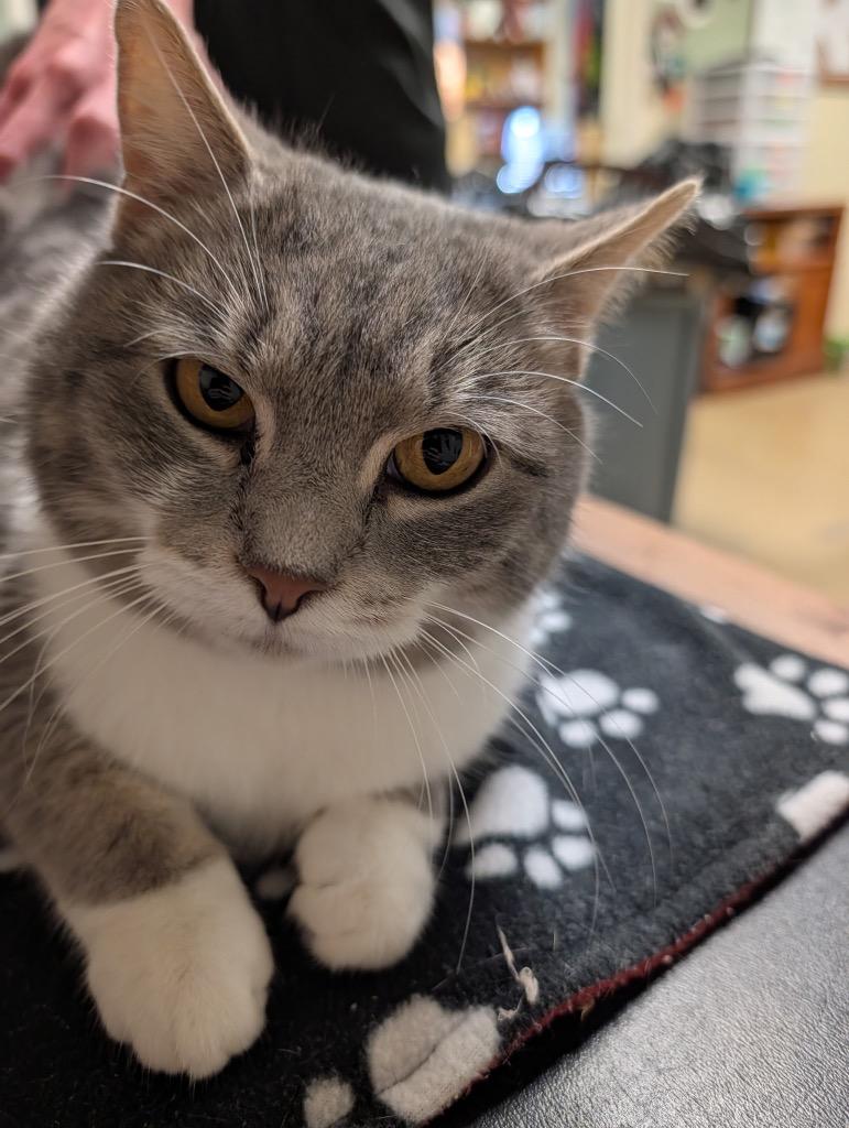 Enlarge Hillary, a Adoptable mixed breed in Ellijay, GA image 2/3