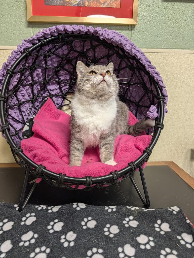 Enlarge Hillary, a Adoptable mixed breed in Ellijay, GA image 3/3