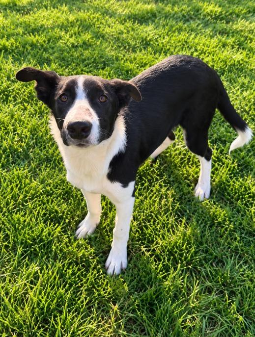 Socks, Adoptable, Young Male Border Collie.
