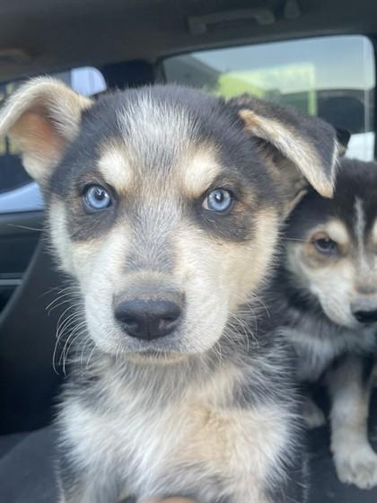 Julius , adopted, Puppy Male Siberian Husky & Shepherd.