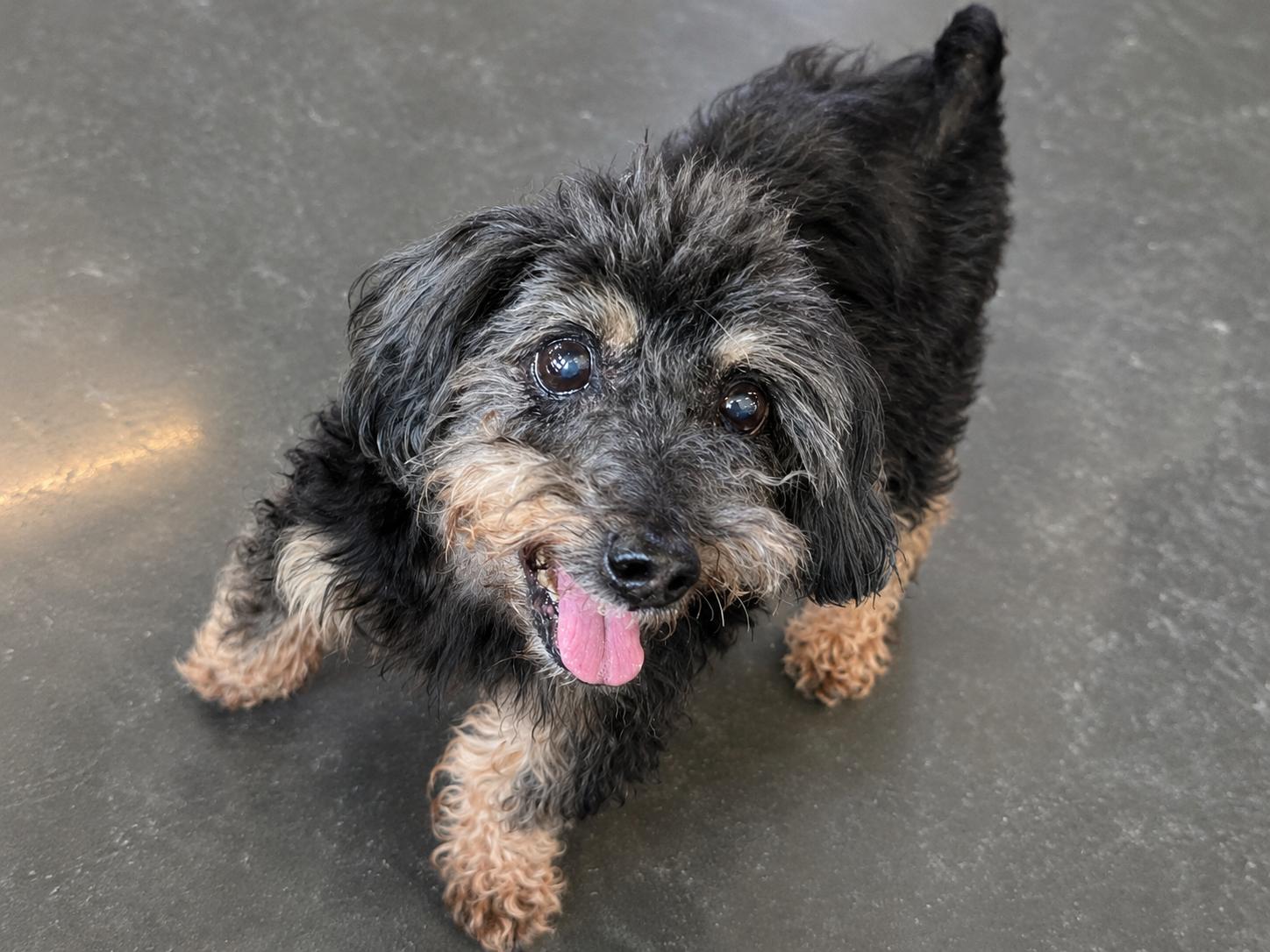 Enlarge Lionel, a Adoptable mixed breed in Ladson, SC image 3/3