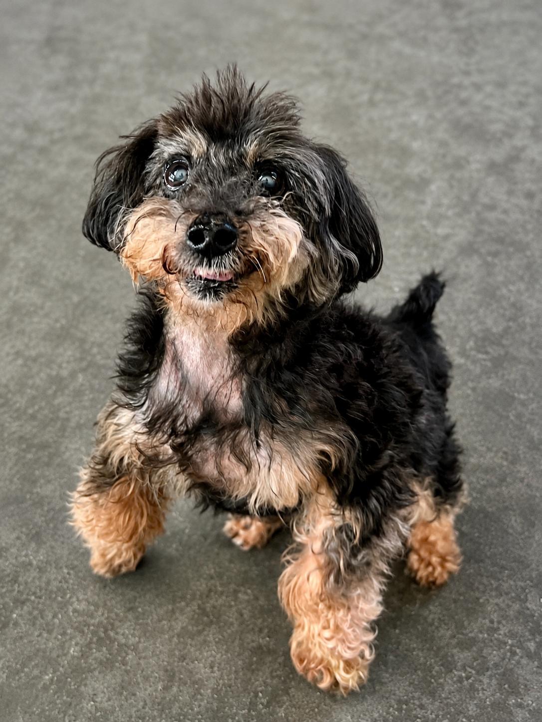 Lionel - Adoptable Pet | Petfinder