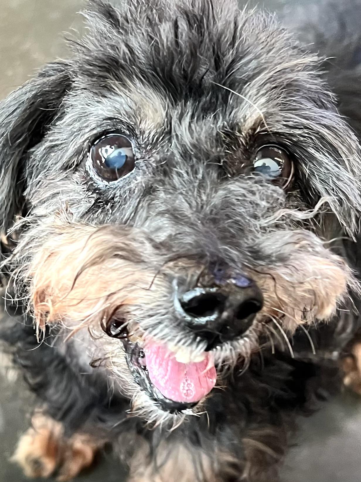 Lionel, Adoptable, Senior Male Shih Tzu & Dachshund.
