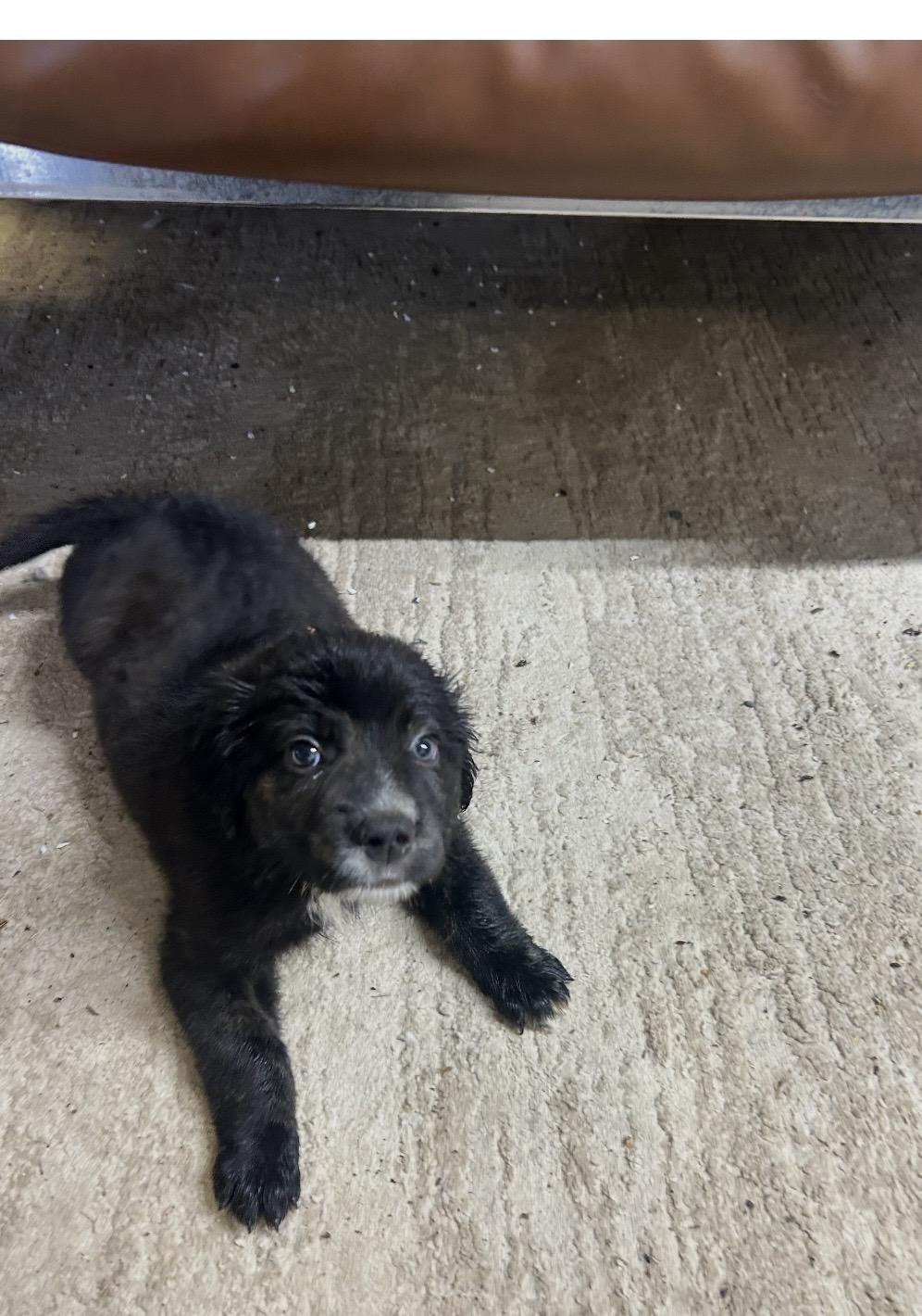 Enlarge The Three Amigos, a ADOPTABLE mixed breed in Muskogee, OK image 2/6