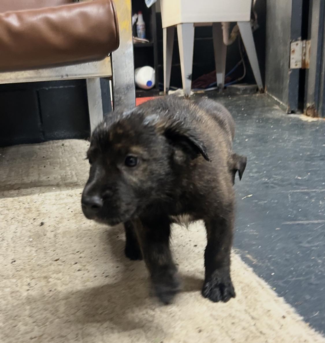 Enlarge The Three Amigos, a ADOPTABLE mixed breed in Muskogee, OK image 1/6