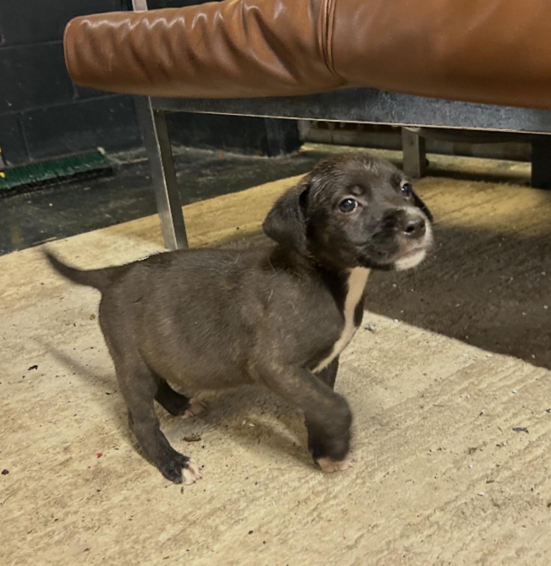 Enlarge The Three Amigos, a ADOPTABLE mixed breed in Muskogee, OK image 3/6