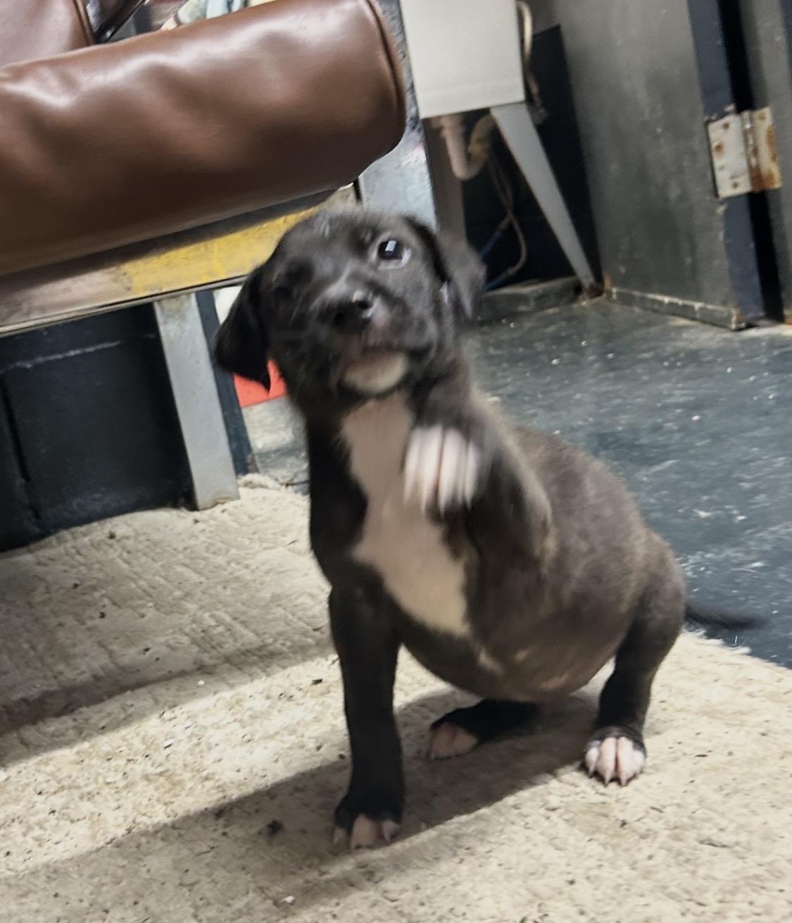 Enlarge The Three Amigos, a ADOPTABLE mixed breed in Muskogee, OK image 4/6