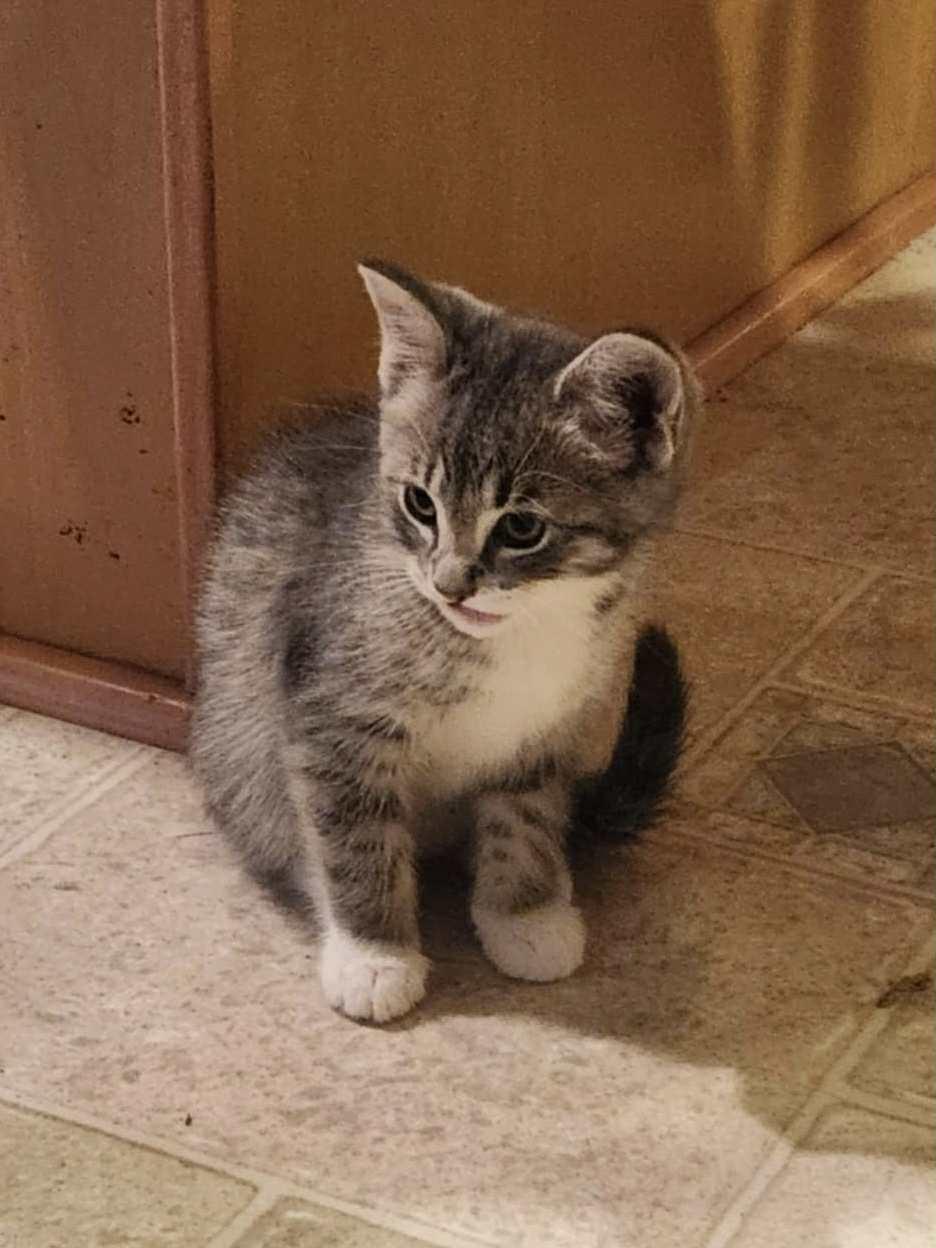 Biggie, Adoptable, Kitten Female Domestic Short Hair.