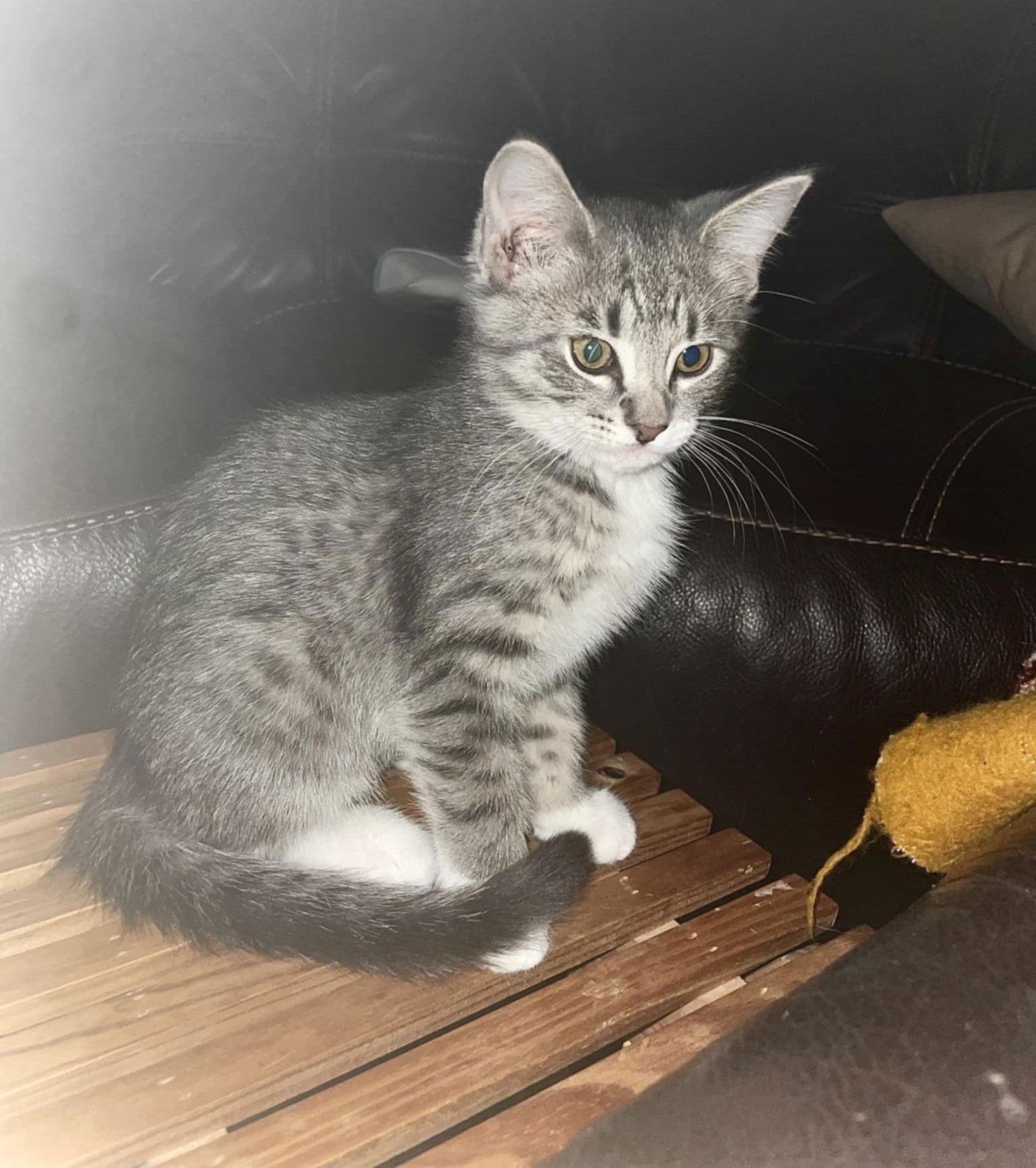 Enlarge Biggie, a Adoptable Domestic Short Hair in Crystal, MN image 1/3