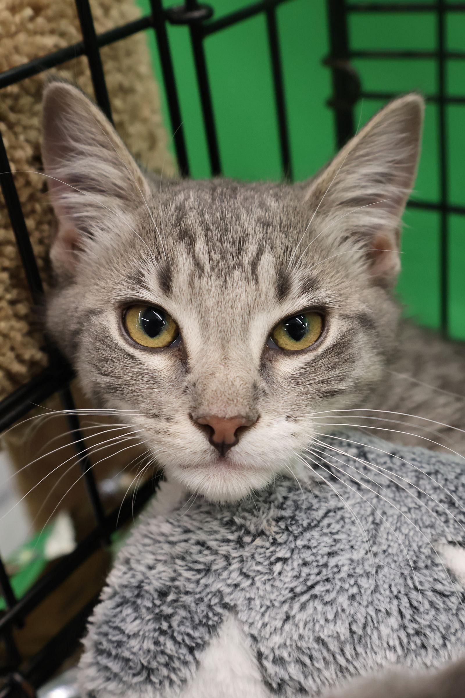Enlarge Biggie, a Adoptable Domestic Short Hair in Crystal, MN image 3/3